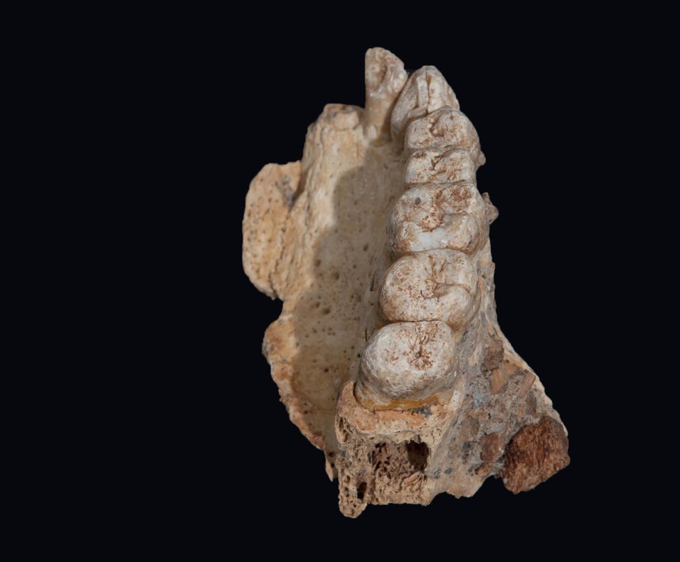 fosileshomosapiens2_078a9697